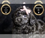 Small Photo #7 YorkiePoo Puppy For Sale in WARSAW, IN, USA