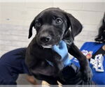 Small American Pit Bull Terrier Mix