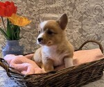Small #3 Pembroke Welsh Corgi