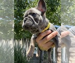 Small #1 French Bulldog