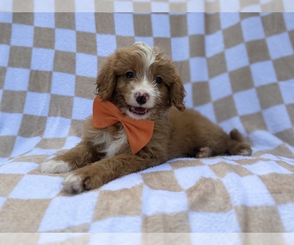 Medium Photo #1 Goldendoodle (Miniature) Puppy For Sale in LAKELAND, FL, USA