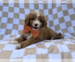 Larry - Male Goldendoodle (Miniature) Puppy for Sale - Small photo