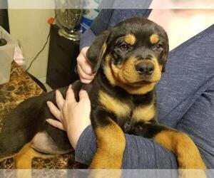 Rottweiler Puppy for sale in COLUMBIA, MO, USA