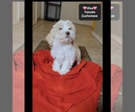 Small #1 Havanese-Zuchon Mix