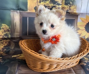 Chiranian Puppy for sale in CENTER HILL, FL, USA