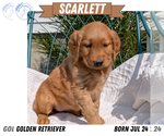 Small #15 Golden Retriever