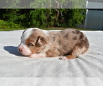 Small #1 Miniature Australian Shepherd