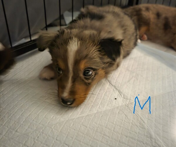Medium Photo #11 Miniature Australian Shepherd Puppy For Sale in EVERTON, MO, USA