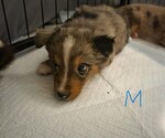 Small #10 Miniature Australian Shepherd