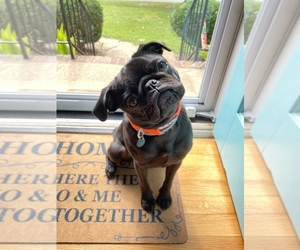 Pug Puppy for sale in N CHESTERFLD, VA, USA
