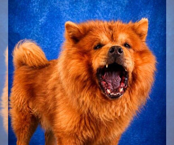 Medium Photo #3 Chow Chow Puppy For Sale in Pearland, TX, USA