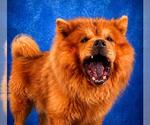 Small #2 Chow Chow