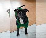 Small #2 American Staffordshire Terrier