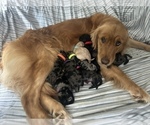 Small #3 Goldendoodle