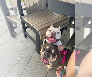 Father of the French Bulldog puppies born on 10/10/2025