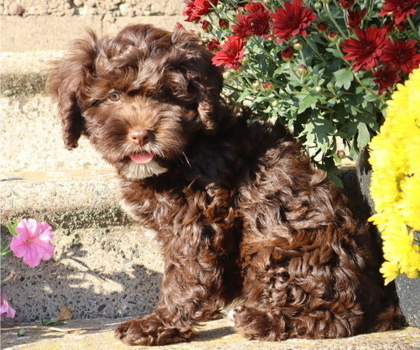 Medium Photo #1 Cavapoo Puppy For Sale in THORP, WI, USA