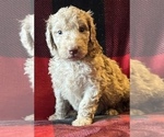 Small Photo #11 Labradoodle Puppy For Sale in LEXINGTON, GA, USA