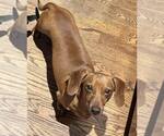 Small #1 Dachshund