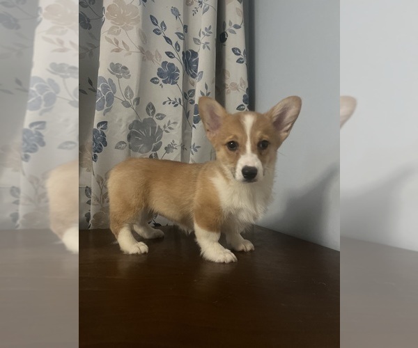 Medium Photo #68 Pembroke Welsh Corgi Puppy For Sale in DURHAM, CT, USA