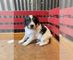 Puppy Tiger Miniature Bernedoodle