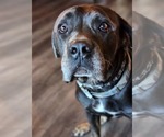 Small #7 Neapolitan Mastiff Mix
