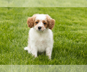 Goldendoodle (Miniature) Puppy for sale in WOLCOTTVILLE, IN, USA