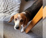 Small #2 Beagle