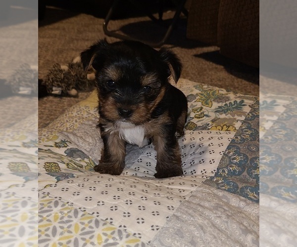 Medium Photo #4 Yorkshire Terrier Puppy For Sale in STACY, MN, USA