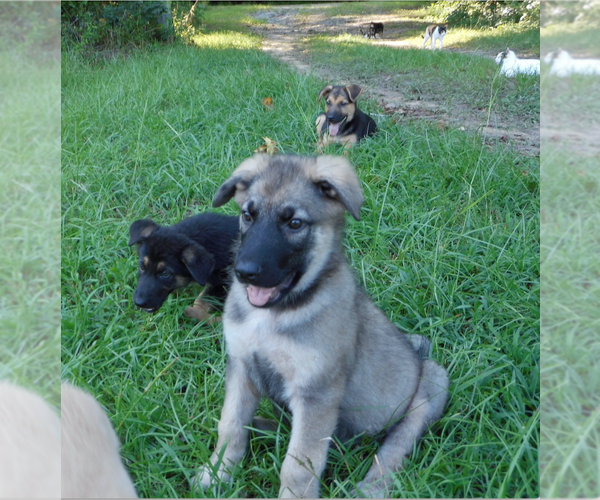 Medium Photo #3 Shepweiller Puppy For Sale in MC INTYRE, GA, USA