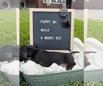 Small Photo #7 Dachshund Puppy For Sale in CONCORDIA, MO, USA