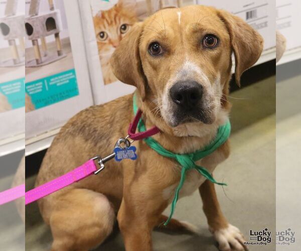 Medium Photo #3 Retriever -Unknown Mix Puppy For Sale in Washington, DC, USA