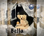 Bella - Female Mutt Dog for Adoption - Small photo