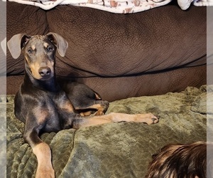 Doberman Pinscher Puppy for sale in ELIZABETHTOWN, IL, USA