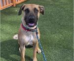 Small #1 Boxer Mix