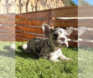 French Bulldog Puppy for sale in PHOENIX, AZ, USA