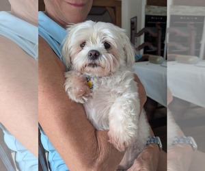 Maltese-Unknown Mix Dogs for adoption in Germantown, OH, USA