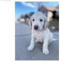 Small Photo #4 Goldendoodle Puppy For Sale in ROANOKE, TX, USA