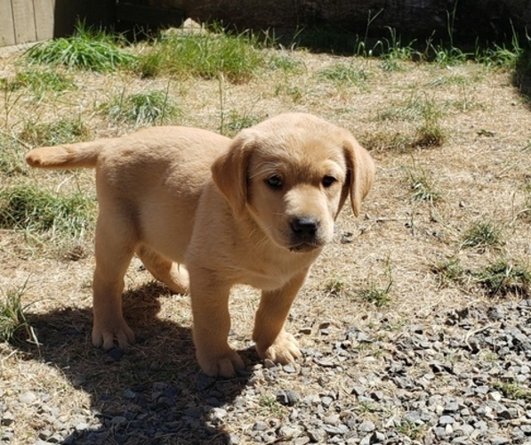 Medium Photo #18 Labrador Retriever Puppy For Sale in OLYMPIA, WA, USA