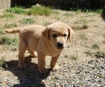 Small Photo #18 Labrador Retriever Puppy For Sale in OLYMPIA, WA, USA