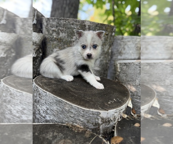 Medium Photo #15 Alaskan Klee Kai-Pomsky Mix Puppy For Sale in STAPLES, MN, USA