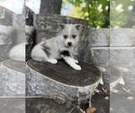 Small #14 Alaskan Klee Kai-Pomsky Mix