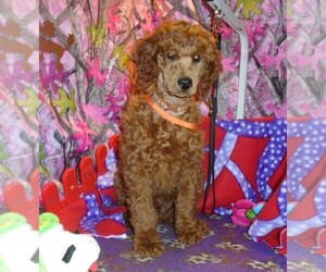 Poodle (Standard) Puppy for sale in HOWE, ID, USA