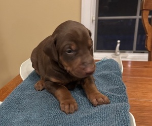 Doberman Pinscher Puppy for sale in PECK, KS, USA