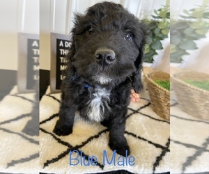 Double Doodle Puppy for sale in STOUTLAND, MO, USA
