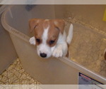 Small Photo #13 Jack Russell Terrier Puppy For Sale in CINCINNATI, OH, USA