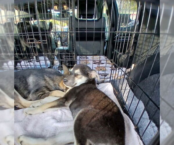 Medium Photo #2 German Shepherd Dog-Unknown Mix Puppy For Sale in Oak Bluffs, MA, USA