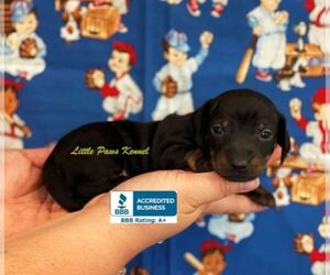Dachshund Puppy for sale in WINNSBORO, LA, USA