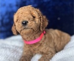 Small Photo #8 Goldendoodle (Miniature) Puppy For Sale in SAN FERNANDO, CA, USA