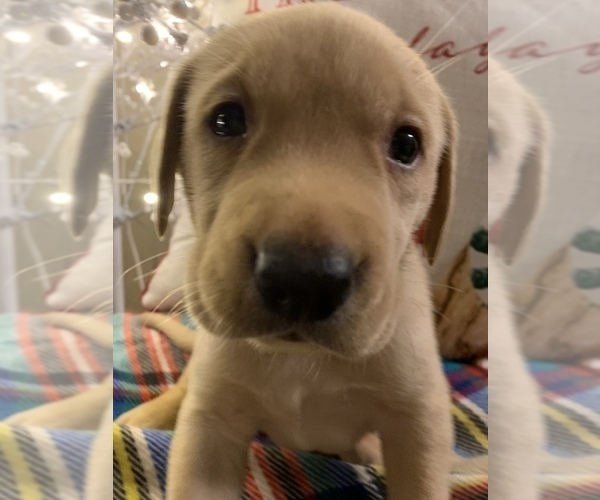 Medium Photo #10 Labrador Retriever Puppy For Sale in SPOTSYLVANIA, VA, USA