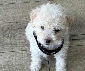 Maltipoo Puppy for sale in SANTA CLARITA, CA, USA